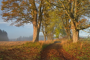 brown tree, photography, landscape, nature, fall