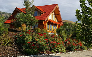 green leaved plant near brown wooden house during daytime