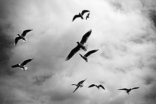 gray scale photography of birds in The sky HD wallpaper