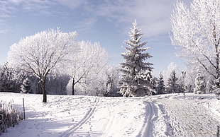 pine trees filled with snow