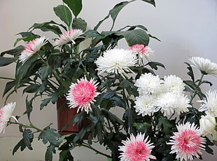 pink-and-white Chrysanthemum flowers in bloom HD wallpaper