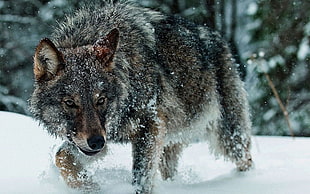 gray wolf, wolf HD wallpaper