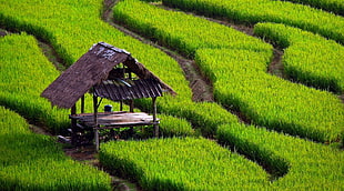 green and black stripe textile, field, rice paddy HD wallpaper