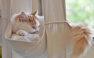 orange Tabby cat on white hammock HD wallpaper