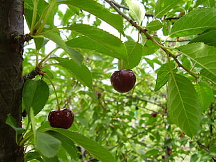 round red fruit HD wallpaper