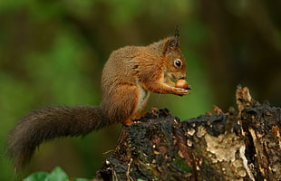 selective focus photography of squirrel eating nut on top of wood log HD wallpaper