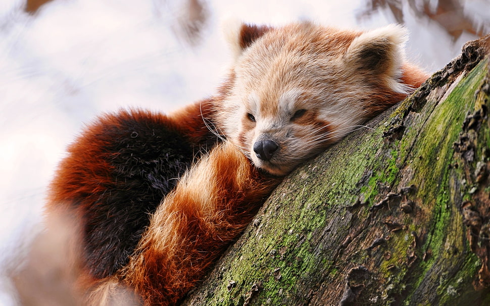 red panda, animals, wildlife, red panda HD wallpaper