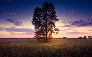 green leafed tree, photography, nature, landscape, trees