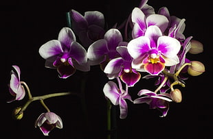white-and-purple orchid flowers HD wallpaper