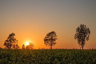 photo of a forest under the sunset