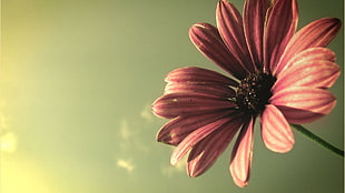 red petaled flower, flowers, macro, plants