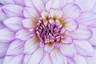 pink Dahlia flower in bloom close-up photo, eden project HD wallpaper