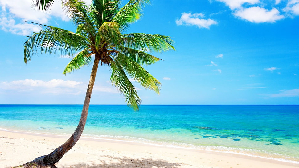 palm tree, palm trees, sea, beach HD wallpaper