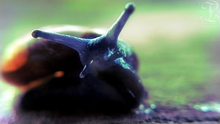 brown and purple snail, snail, animals, macro HD wallpaper