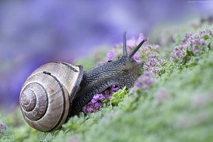 selective focus of snail on grass HD wallpaper