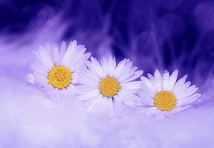 three white daisy paintings