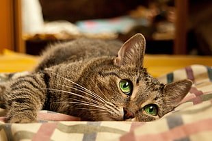 silver Tabby cat laying on white plaid blanket