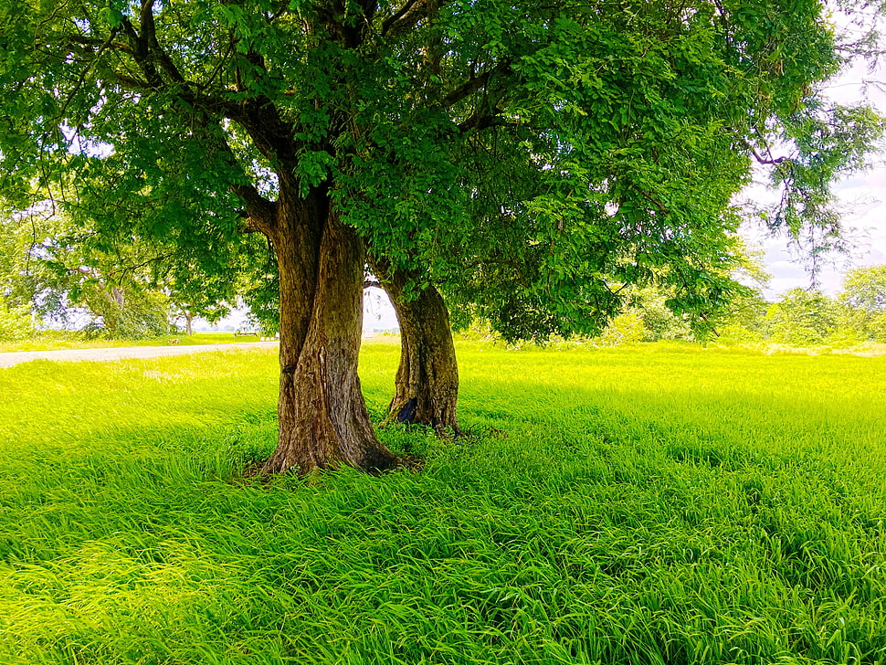 green leafed tree, Sri Lanka, nature, rice paddy, road HD wallpaper