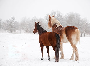 two brown horses in the middle of road near bare trees during winter time