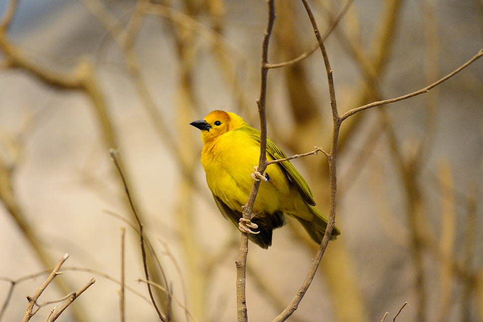 Yellow Bird on brown branch HD wallpaper | Wallpaper Flare