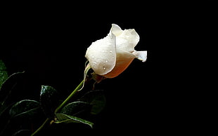 micro photography of white Rose with water dew HD wallpaper