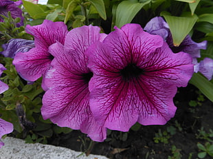 photo of three pink and red petaled flowers