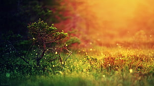 selective focus photo of green grass, nature, forest, plants, sunlight