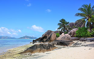 coconut tree, nature, landscape, Seychelles, island HD wallpaper
