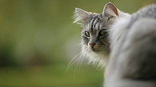 white and black tabby cat, nature, animals, cat