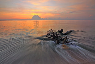 wood, sea, dawn, nature