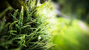 green fern plant, nature, ferns, blurred, depth of field