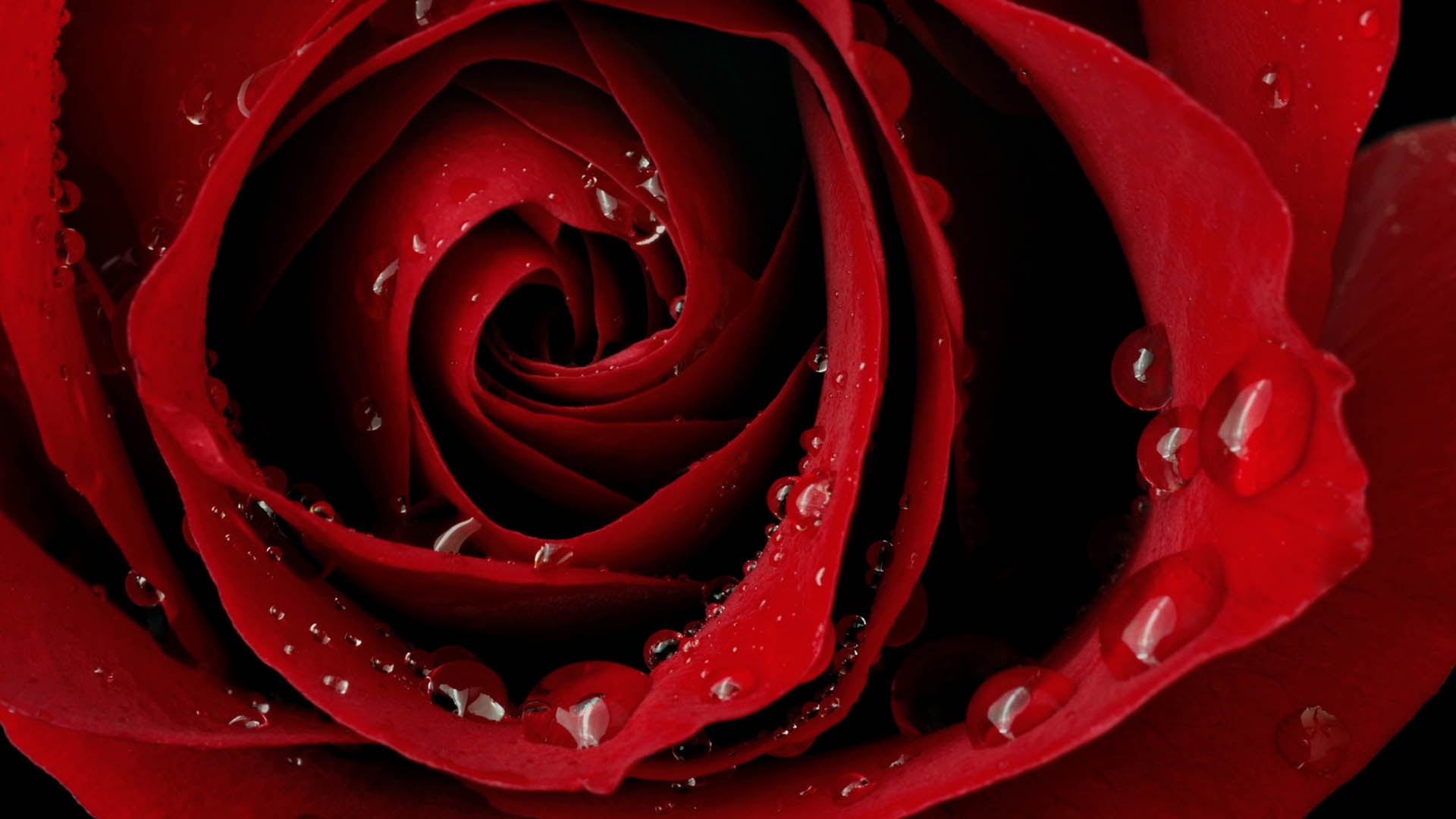 macro photography of red rose water dew