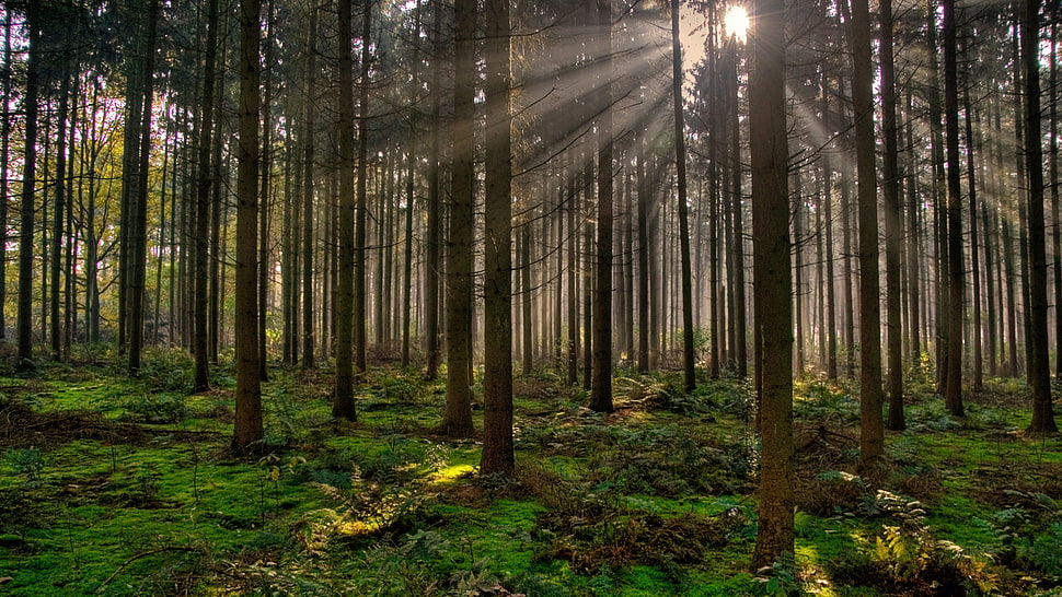 brown tree trunks during daytime HD wallpaper