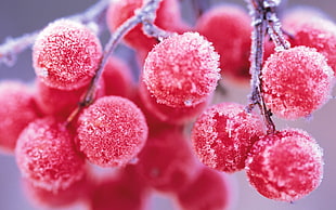 round red fruit