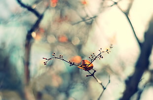 brown tree branch in soft-focus photography HD wallpaper