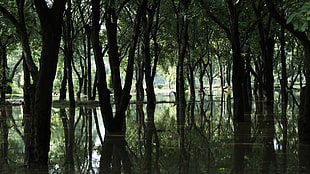 calm body of water, water, trees