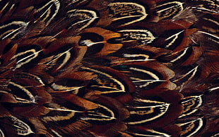 brown and black feather HD wallpaper