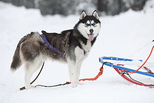 white and gray adult Siberian Husky with sled HD wallpaper