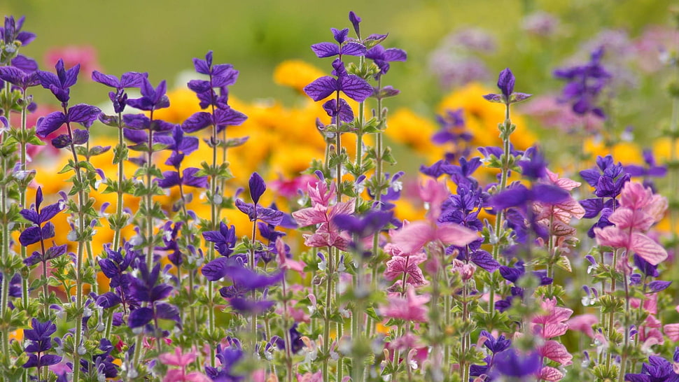 purple, yellow and pink flower during day time HD wallpaper