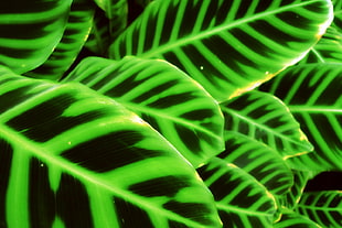 green and black leaf plant HD wallpaper