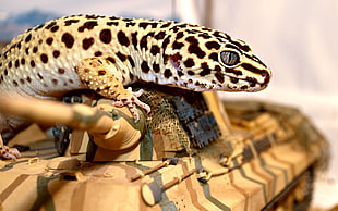 eopard gecko HD wallpaper