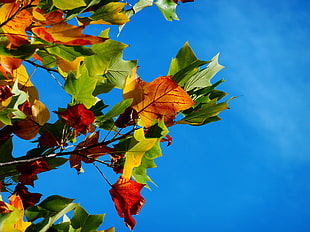 green leaf plant under clear blue sky close up photo