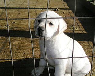 light cream Labrador Retriever puppy on cage during daytime HD wallpaper
