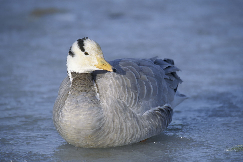 gray and white feathered duck resting on floor HD wallpaper