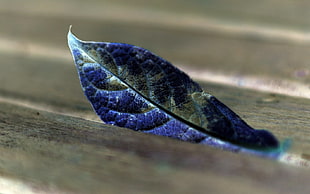 macro shot of blue leaf HD wallpaper