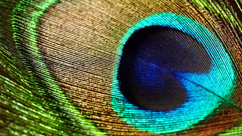 micro-photograph shot of peacock feather HD wallpaper