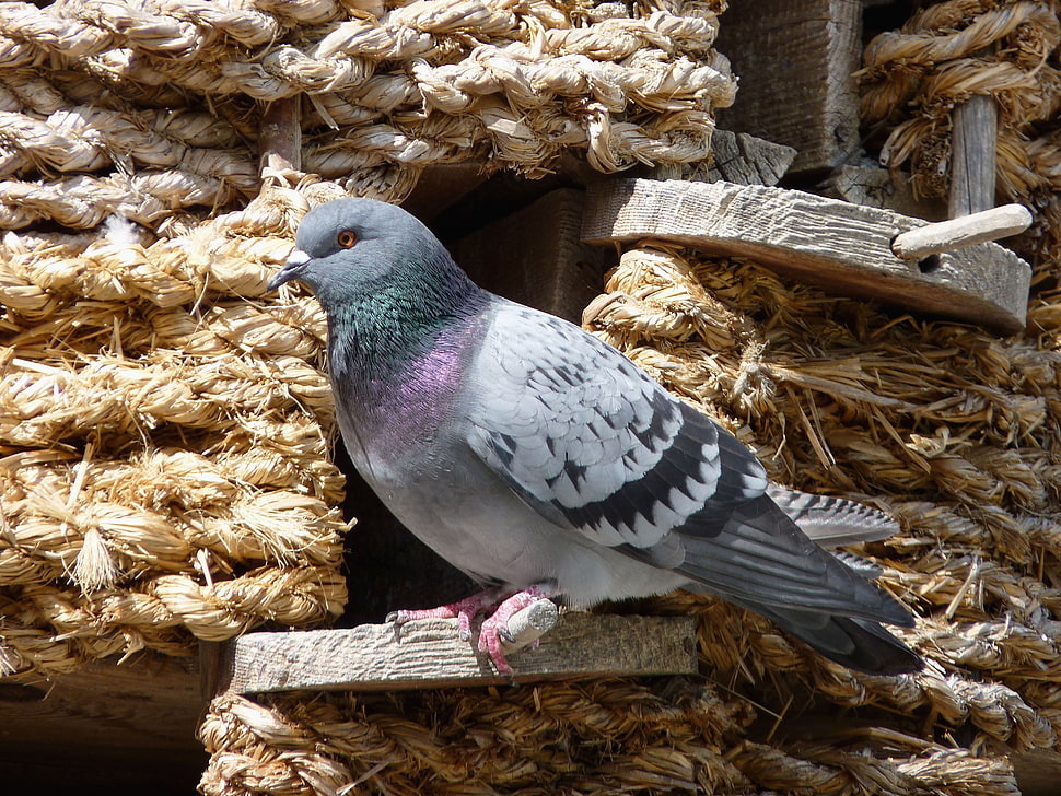 gray rock dove perching on brown surface HD wallpaper