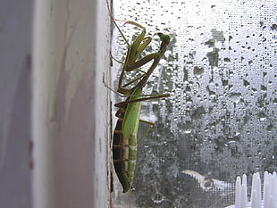 green praying mantis on white surface HD wallpaper