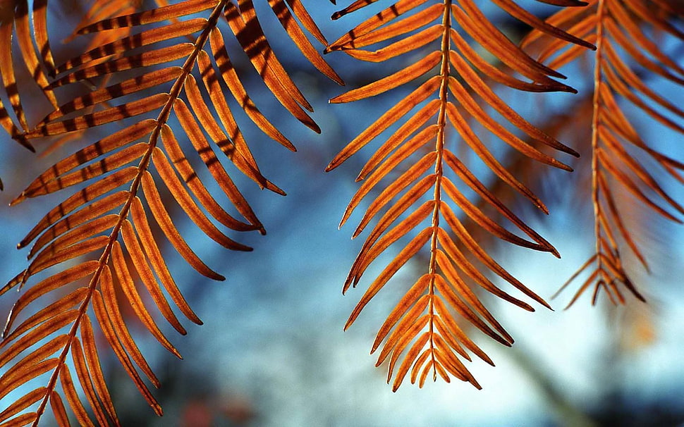 focus photography of brown leaf plant at daytime HD wallpaper