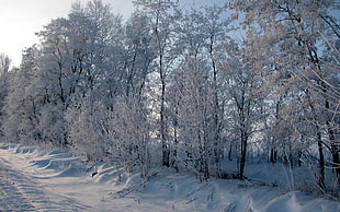 forest covered with snow under clear blue sky HD wallpaper